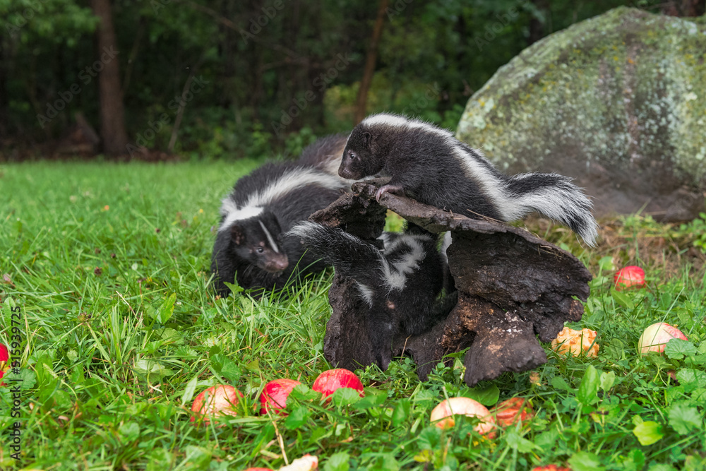 Striped Skunk (Mephitis mephitis) Kits Climb Around In and On Log Adult Behind Summer Striped Skunk (Mephitis mephitis) Kits Climb Around In and On Log Adult Behind Summer