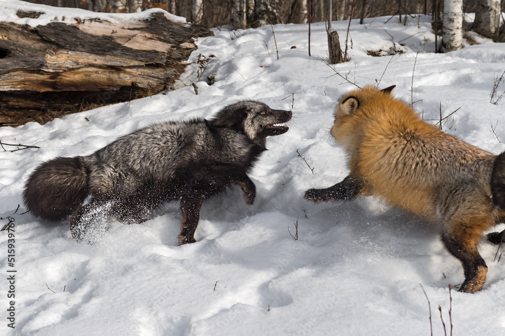 Obraz premium Silver and Red Fox (Vulpes vulpes) Tussle Kicking Up Snow Winter