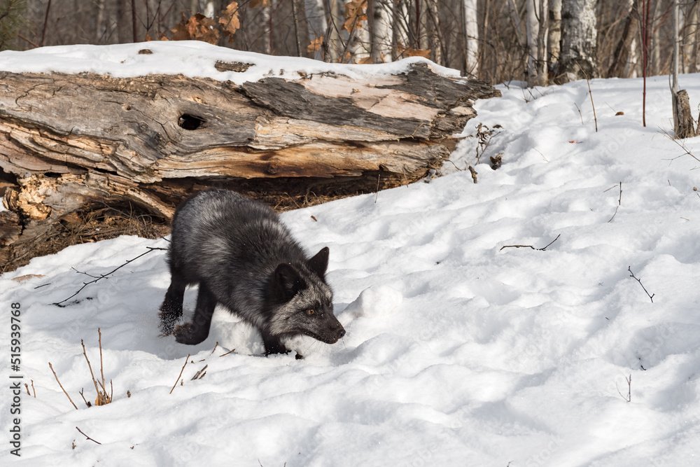 Silver Fox (Vulpes vulpes) Runs From Log Kicking Up Snow Winter Silver Fox (Vulpes vulpes) Runs From Log Kicking Up Snow Winter
