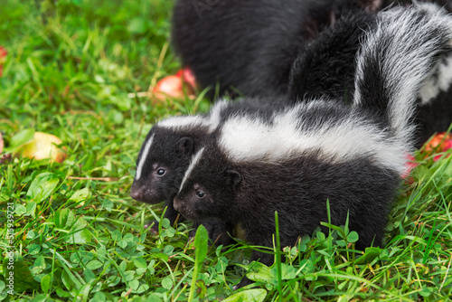 Two Striped Skunk (Mephitis mephitis) Kits Stand Side By Side Summer