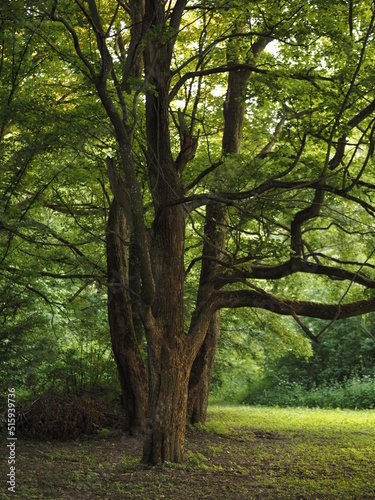 Drzewo parkowe © KrzysztofAleksander