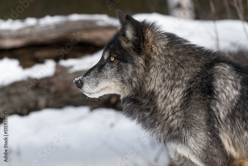 Black Phase Grey Wolf (Canis lupus) Looks Left Log Behind Winter