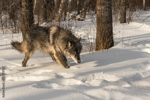 Black Phase Grey Wolf (Canis lupus) Stalks Out of Forest Winter