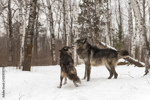 Black Phase Grey Wolf (Canis lupus) Submissively Greets Pack Mate Winter © geoffkuchera