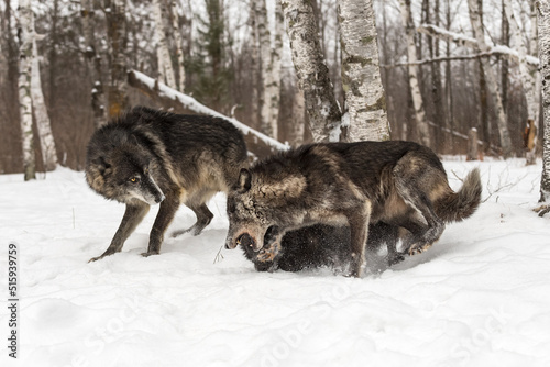 Black Phase Grey Wolf (Canis lupus) Disciplines Pack Mate While Second Watches Winter © geoffkuchera