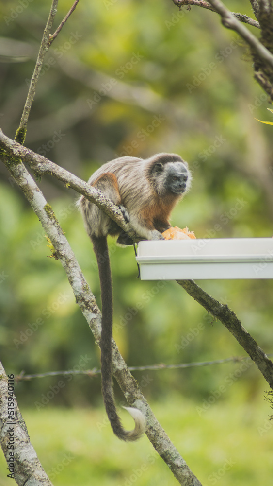 Obraz premium monkey eating in the jungle