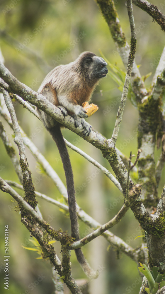 monkey eating in the jungle monkey eating in the jungle