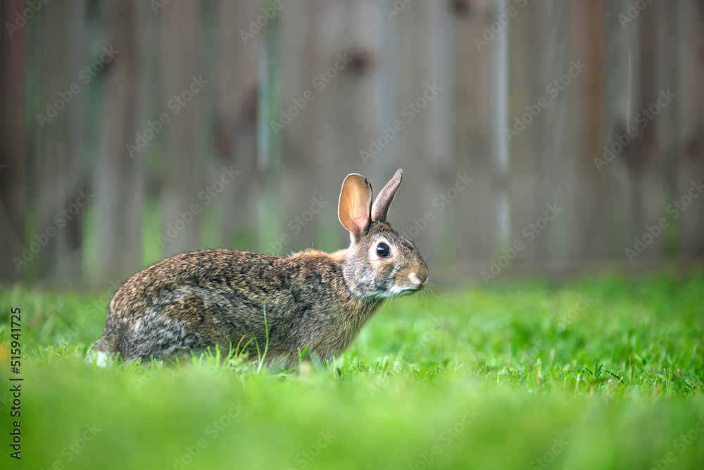 Fototapeta premium Grey small hare eating grass on summer field. Wild rabbit in nature