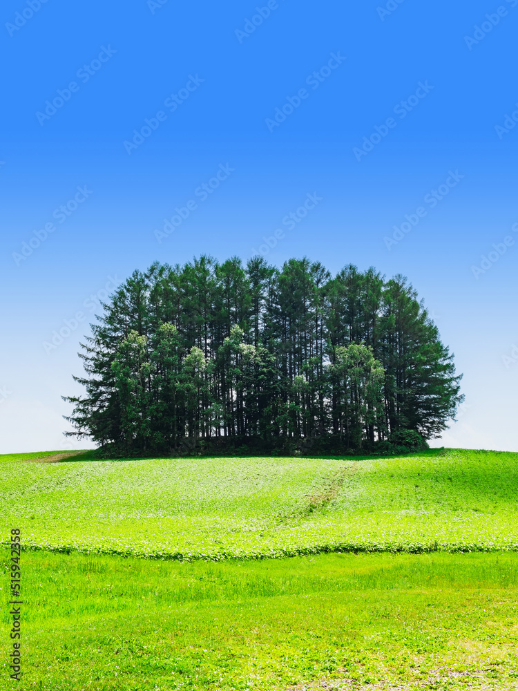 Obraz premium 夏の北海道 美瑛