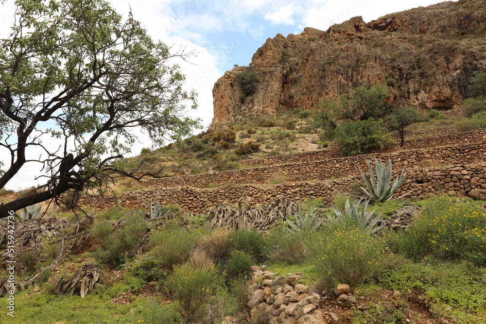 Obraz premium Mountain view with rocks, green plants, flowers, path, dry hot seasonal climate Andalusia Spain