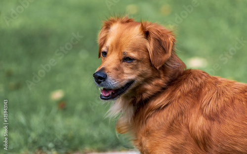 Brown mixed breed dog.