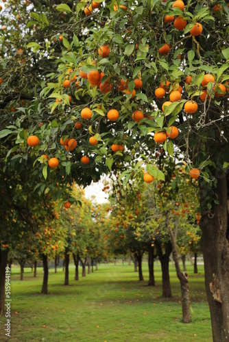 Orange trees in a garden in Seville, Andalusia, Spain. Very green leaves with grass and flowers