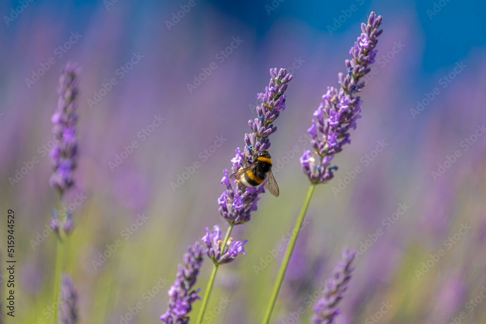 Obraz premium Selective focus purple blue flowers with bumblebee in the garden with soft sunlight in the afternoon, Lavender is flowering plants in the mint family of Lamiaceae, Nature floral pattern background.