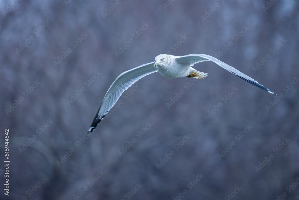 Flying Seagull