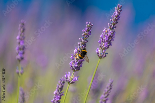 Selective focus purple blue flowers with bumblebee in the garden with soft sunlight in the afternoon  Lavender is flowering plants in the mint family of Lamiaceae  Nature floral pattern background.