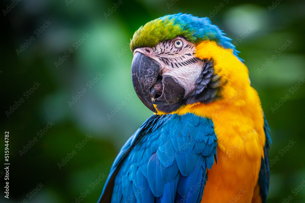 Yellow and blue Macaw parrot in Pantanal, Brazil