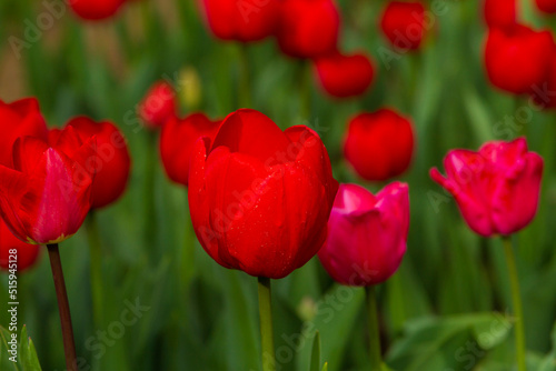 Red tulip flowering close up.
