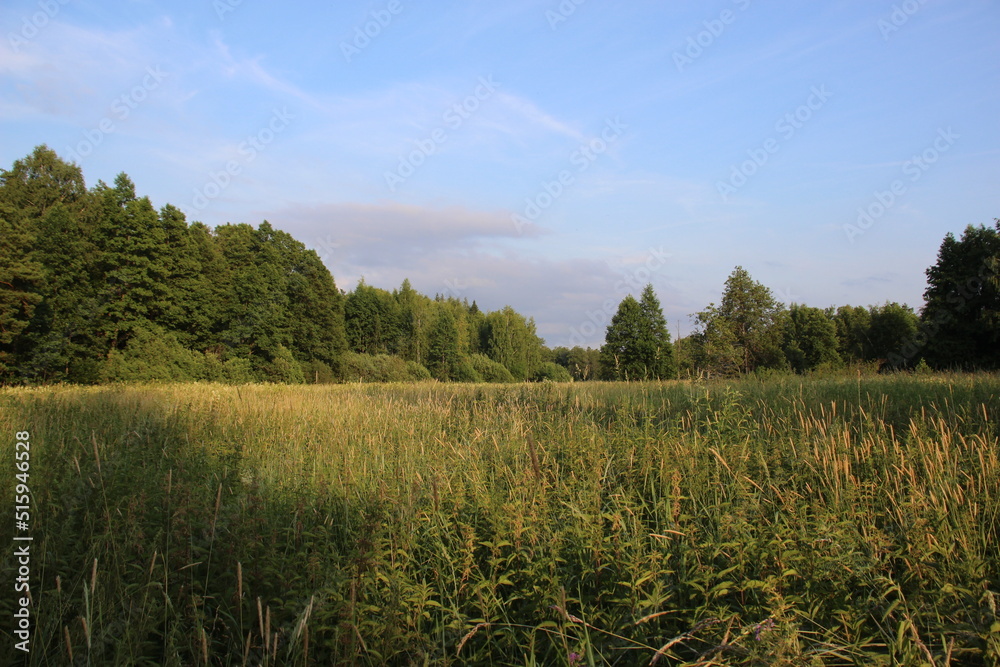 Wild free meadow and forest in sunny summer day landscape Wild free meadow and forest in sunny summer day landscape