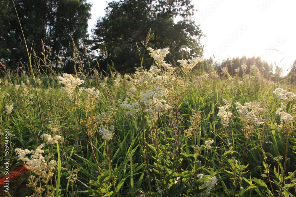 Wild meadow with blooming grass and flowers in summer day Wild meadow with blooming grass and flowers in summer day