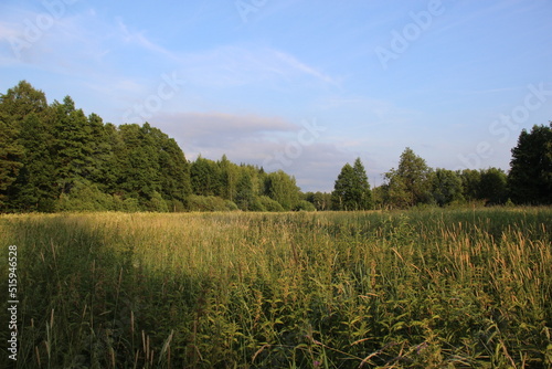 Wild free meadow and forest in sunny summer day landscape
