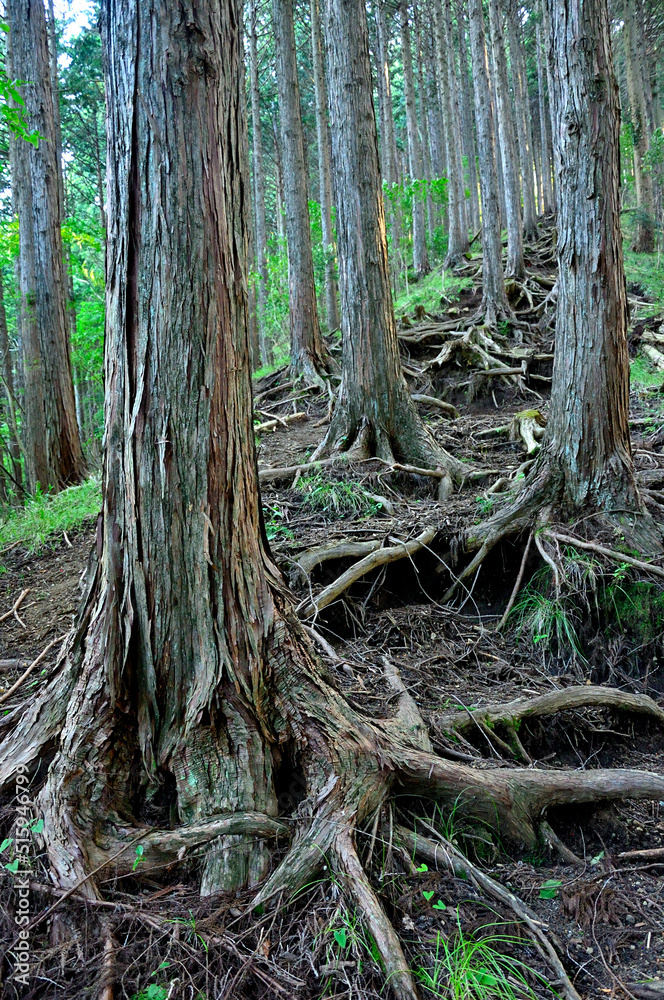 足柄山地の矢倉岳　山伏平ハイキングコースの杉林
