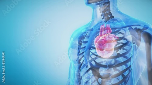 Human Heart Anatomy on Transparent Body Rotating. Seamless Loop. Circulatory System.