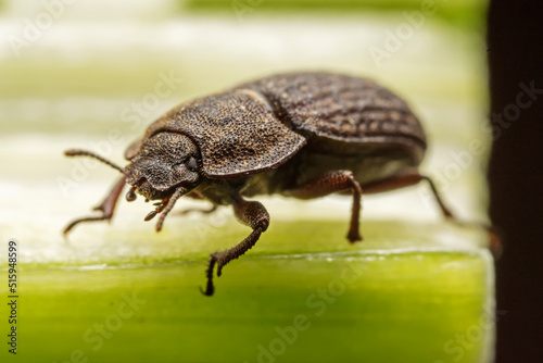 A darkling tenebrionid perch on plants in the wild, North China © zhang yongxin