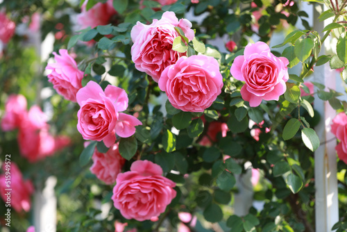 Blooming roses in the park, North China