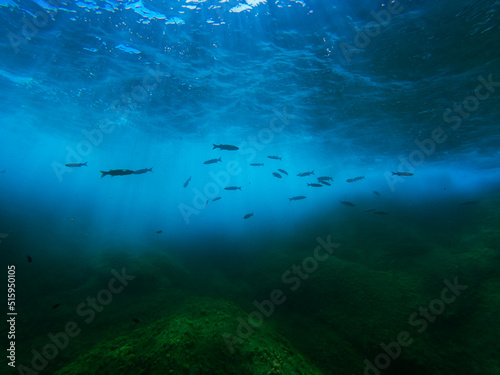 Fototapeta Naklejka Na Ścianę i Meble -  poisson sous l'eau