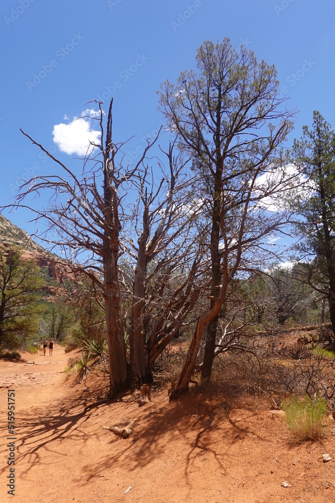 Obraz premium Devil's Bridge, Sedona, AZ