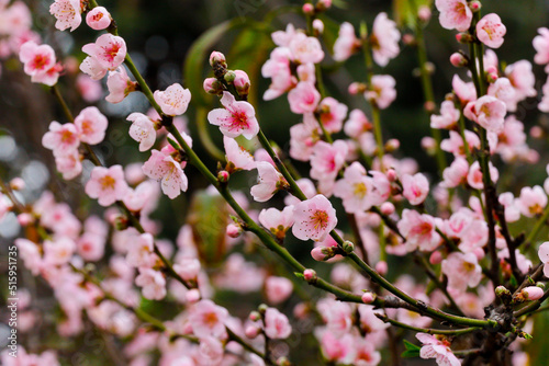 pink peach blossoms