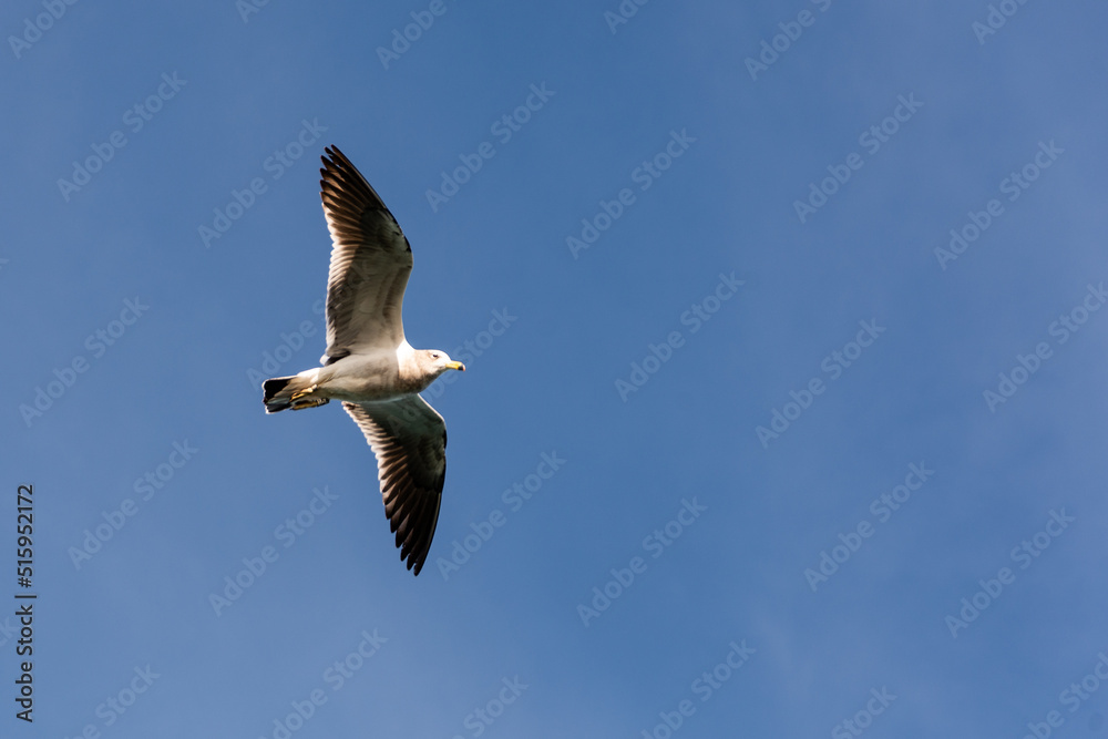 Olrog's Gull (Larus Atlanticus) flying over the port of Mar del Plata with an identification control tag Olrog's Gull (Larus Atlanticus) flying over the port of Mar del Plata with an identification control tag