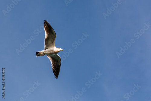 Olrog's Gull (Larus Atlanticus) flying over the port of Mar del Plata with an identification control tag