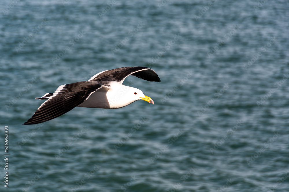 Seagull - larus atlanticus - flying over the sea Seagull - larus atlanticus - flying over the sea