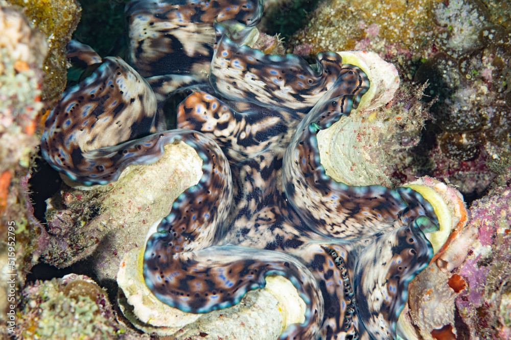 シャコガイ Images Browse 84 Stock Photos Vectors And Video Adobe Stock