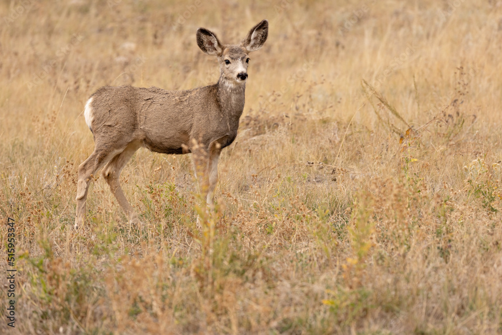 Mule Deer in Tall Grass