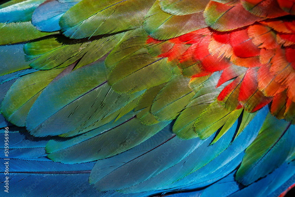 Fototapeta premium Abstract pattern of Macaw parrot feathers close-up