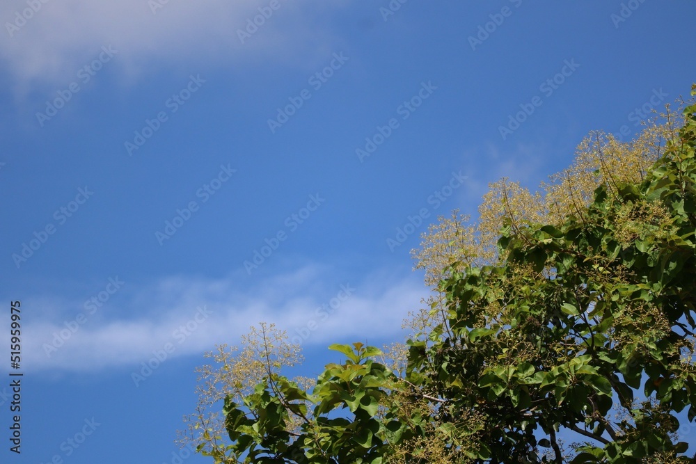 Fototapeta premium sky and clouds