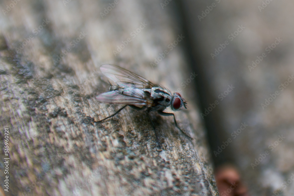 Fly on a wooden surface Fly on a wooden surface