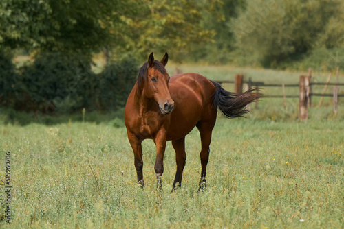 Domestic horse at  Nazzano Tevere Farfa Natural Reserve in the province of Rome, Italy