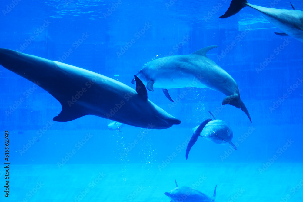 Fototapeta premium 優雅に水槽を泳ぐイルカ