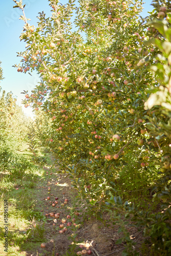 Fresh red apples growing in season on trees for harvest on a field of a sustainable orchard or farm outside on a sunny day. Juicy, nutritious and organic fruit growing in a scenic green landscape