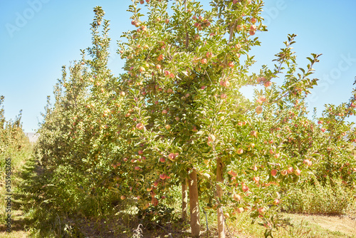 Fresh red apples growing in season on trees for harvest on a field of a sustainable orchard or farm outside on sunny day. Juicy nutritious and organic fruit to eat growing in a scenic green landscape