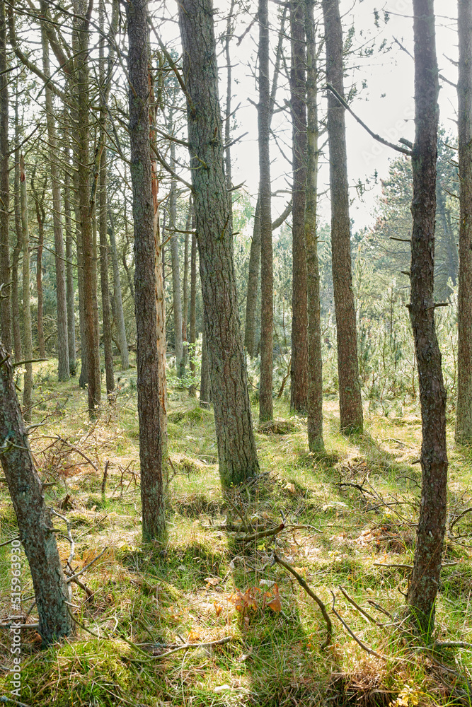 Pine trees growing in a forest with dry grass and green plants. Scenic landscape of tall and thin trunks with bare branches in nature during autumn. Uncultivated and wild shrubs growing in the woods Pine trees growing in a forest with dry grass and green plants. Scenic landscape of tall and thin trunks with bare branches in nature during autumn. Uncultivated and wild shrubs growing in the woods