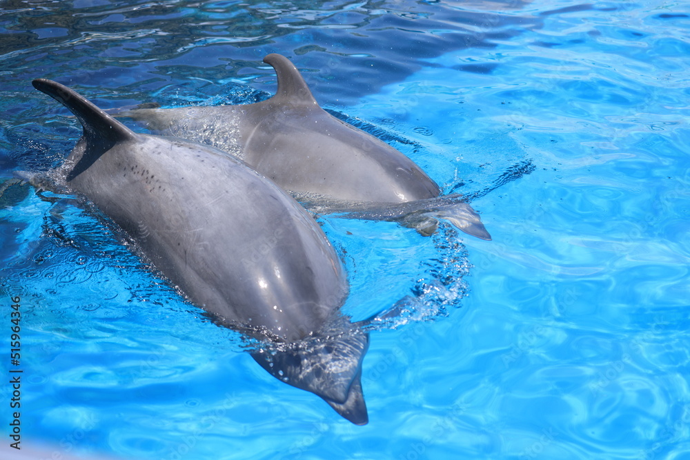 Obraz premium 水槽を泳ぐイルカ