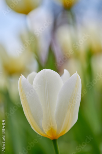 Fototapeta Naklejka Na Ścianę i Meble -  White tulip flower growing in a garden against a blurred nature background. Close-up of a flowering plant beginning to blossom on a field or forest. Flora blooming and sprouting in a meadow in spring