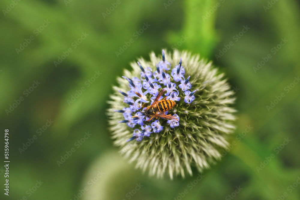 Closeup of globe thistle plants being pollinated by bees in a garden amongst greenery in nature during summer. Green botany growing on a green field in spring. Wildflowers blossoming in a meadow Closeup of globe thistle plants being pollinated by bees in a garden amongst greenery in nature during summer. Green botany growing on a green field in spring. Wildflowers blossoming in a meadow