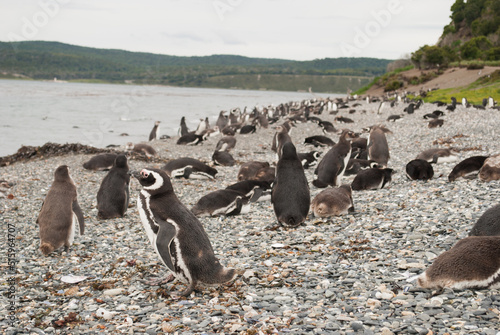 Pinguinos photo