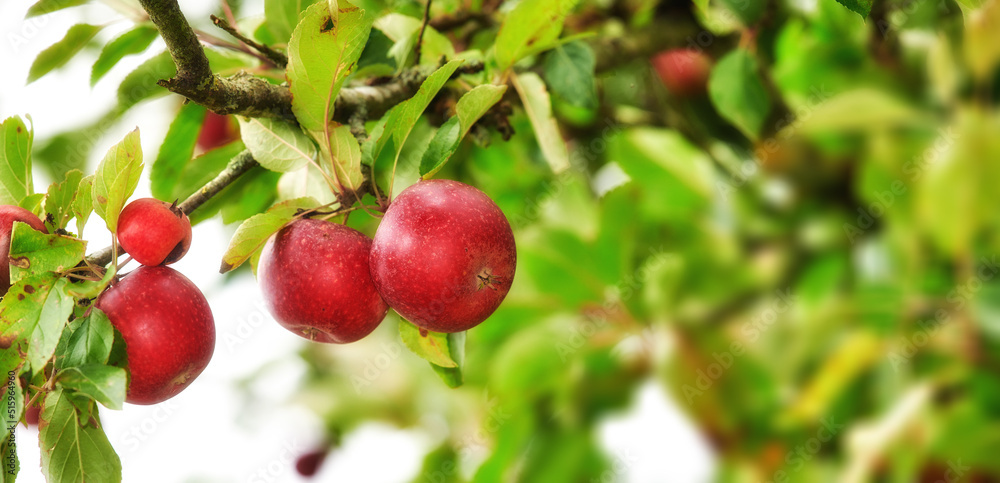 Closeup of red apples growing on green apple tree stem branch on sustainable orchard farm in remote countryside with bokeh background. Farming fresh and healthy snack fruit for nutrition and vitamins Closeup of red apples growing on green apple tree stem branch on sustainable orchard farm in remote countryside with bokeh background. Farming fresh and healthy snack fruit for nutrition and vitamins