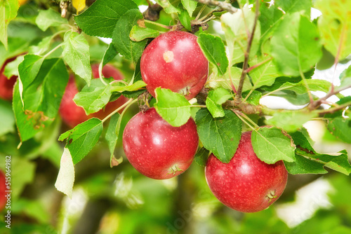 Fresh red apples growing on a tree for harvest in a sustainable orchard on a summer day outside. Closeup of ripe, nutritious and organic fruit cultivated on a farm or grove in the countryside